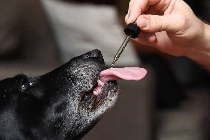 Tips-On-Administering-CBD-Oil-For-Dogs